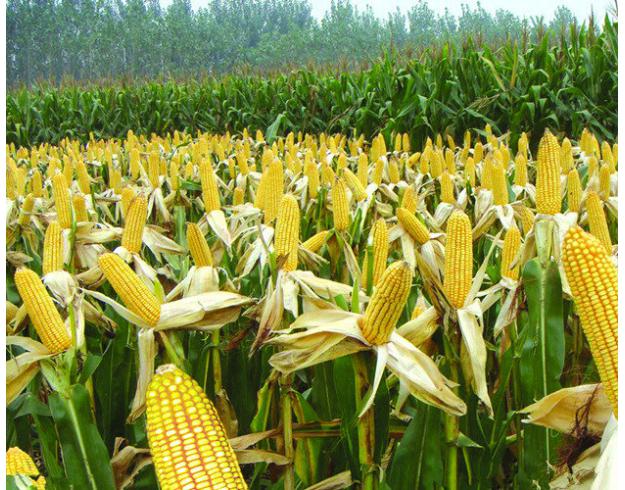 华盛顿预报机构商品气象集团(Commodity Weather Group)的创始人兼首席运营官斯特雷特(David Streit)表示,现在的情况是阿根廷淫雨霏霏,而巴西却赤日炎炎,这都不利于农作物的收成。